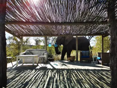 an elephant standing under a pavilion with a table and chairs at Mbizi Bush Lodge in Grietjie Nature Reserve