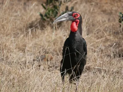 a black and red bird standing in a field at Mbizi Bush Lodge in Grietjie Nature Reserve