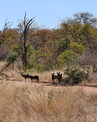 a group of animals walking in a field at Mbizi Bush Lodge in Grietjie Nature Reserve
