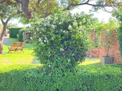 a large bush with white flowers in a yard at The Cozy Nook @ Skyfall Country Estate in Polokwane