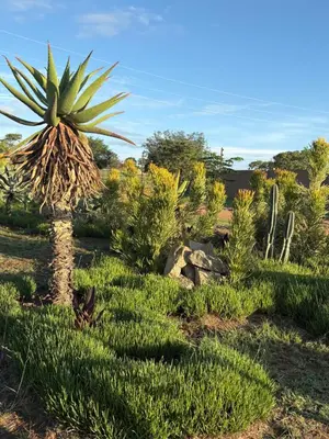 a palm tree in the middle of a field at The Cozy Nook @ Skyfall Country Estate in Polokwane