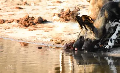 a dog drinking water from a pool of water at Mohlabetsi Self Catering Bush Lodge in Balule Game Reserve