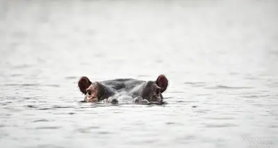a small dog swimming in the water at Mohlabetsi Self Catering Bush Lodge in Balule Game Reserve