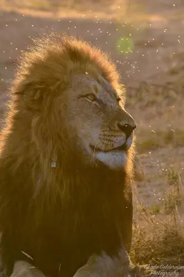 a lion sitting in the grass with its hair at Mohlabetsi Self Catering Bush Lodge in Balule Game Reserve