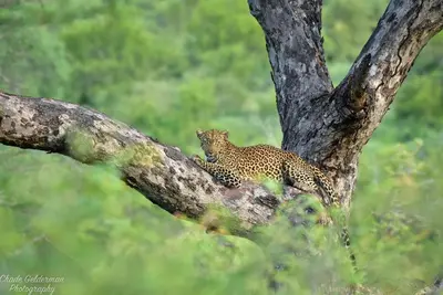 a leopard is sitting in a tree at Mohlabetsi Self Catering Bush Lodge in Balule Game Reserve