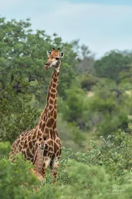 a giraffe standing next to a baby giraffe at Mohlabetsi Self Catering Bush Lodge in Balule Game Reserve