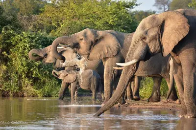 a herd of elephants standing in the water at Mohlabetsi Self Catering Bush Lodge in Balule Game Reserve