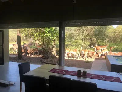 a view of a group of deer through a window at Modern Bush Living in Marloth Park