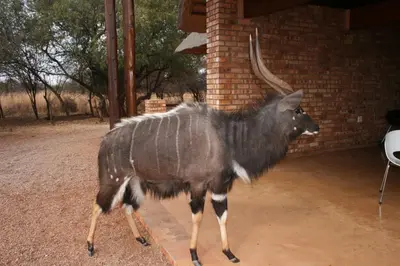 a goat standing in front of a brick building at Makhato 84 Bush Lodge in Bela-Bela