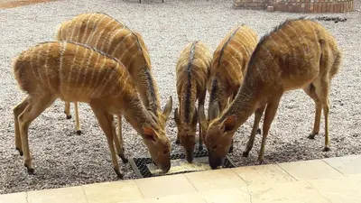 a group of gazelles eating food on the ground at Makhato 84 Bush Lodge in Bela-Bela