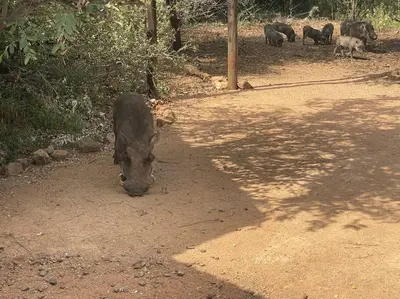 a black animal standing on the dirt road at 2998 on Olifant in Marloth Park