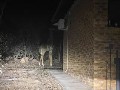 a giraffe standing next to a brick building at 2998 on Olifant in Marloth Park
