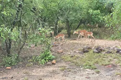 two deer are walking in the woods at 2998 on Olifant in Marloth Park
