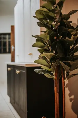 a green plant in a vase in a kitchen at @Kruger in White River