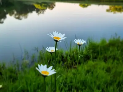 three white flowers in the grass next to a body of water at Incwala Lodge in Waterval Boven