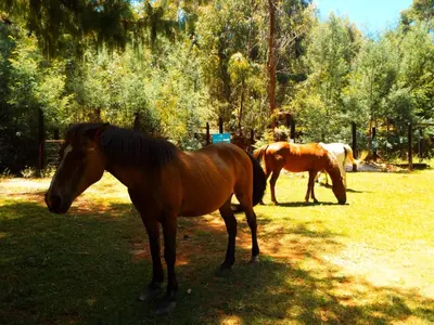 two horses standing in the grass in a field at Incwala Lodge in Waterval Boven