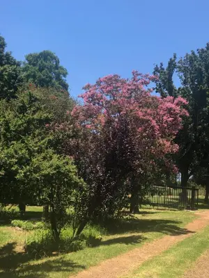 a tree with pink flowers in a park at Kieron's Cottage in Lydenburg