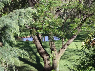 a tree in the middle of a grassy field at Gateway Guesthouse in Benoni