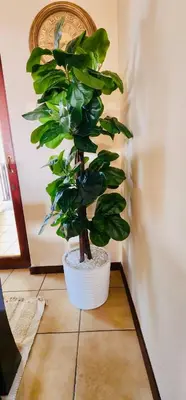 a plant in a white pot sitting on a floor at A Warm 3 bed Townhouse in a secure complex in Witbank