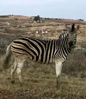 a zebra standing in a field of grass at Rawlingsons Country House in Dullstroom