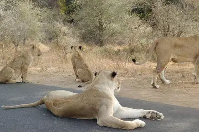 a group of lions laying on the road at Nag-Apie Vakansiehuis in Marloth Park