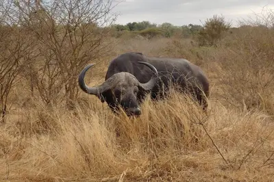 a bull with long horns standing in the tall grass at Nag-Apie Vakansiehuis in Marloth Park