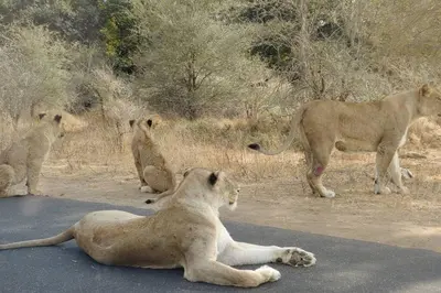 a group of lions laying on the road with one standing at Nag-Apie Vakansiehuis in Marloth Park