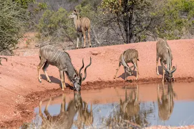 a group of antelope drinking water at a watering hole at Lucca Lodge in Musina