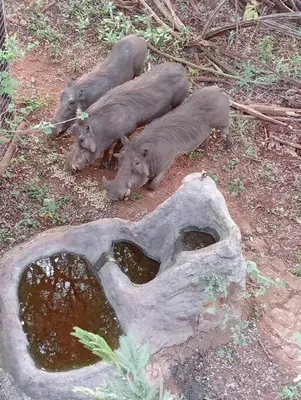 a group of pigs laying on the ground at Hedgehog Cabin in Marloth Park