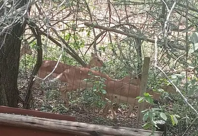 a deer standing behind a fence in a zoo at Hedgehog Cabin in Marloth Park