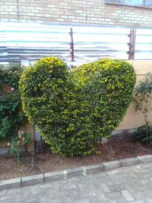 a heart shaped bush with yellow flowers on a building at GLORIA'S GUESTS.COM in Polokwane