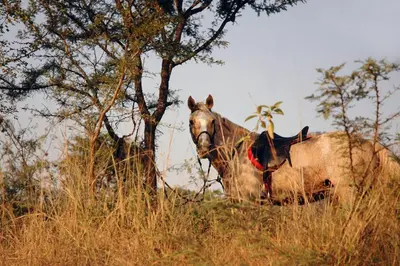 a horse standing in a field of tall grass at The Lazy Leopard Lodge in Hoedspruit