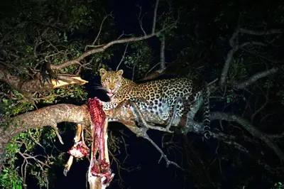 a leopard sitting on a tree branch at night at The Lazy Leopard Lodge in Hoedspruit