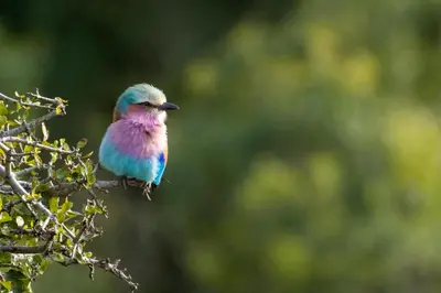 a blue bird sitting on a tree branch at The Lazy Leopard Lodge in Hoedspruit