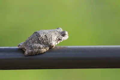 a small frog sitting on top of a metal pole at umVangati House in Hoedspruit
