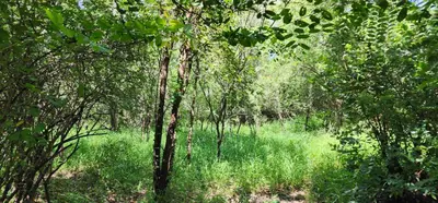 a forest filled with lots of trees and green grass at Tot Hier Toe in Phalaborwa