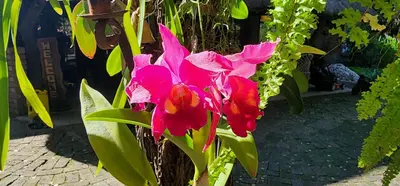 a group of pink flowers in a garden at Tot Hier Toe in Phalaborwa