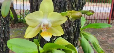a yellow flower is growing next to a tree at Tot Hier Toe in Phalaborwa