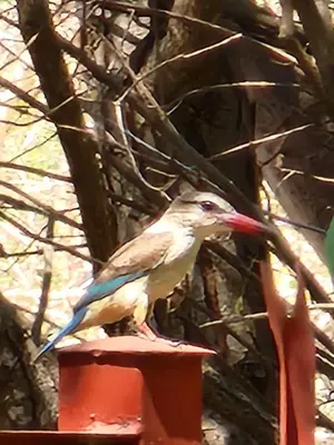 a bird with a red beak sitting on a post at Tot Hier Toe in Phalaborwa