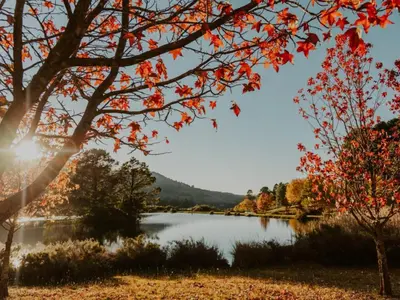 a view of a lake with autumn leaves on a tree at Sensiri Myst Country House in Dullstroom
