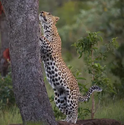 a leopard standing on its back against a tree at Makweti Safari Lodge in Welgevonden Game Reserve