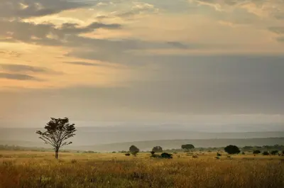 a lone tree in the middle of a field at Makweti Safari Lodge in Welgevonden Game Reserve