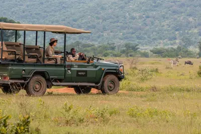 two people riding in a green jeep in a field at Makweti Safari Lodge in Welgevonden Game Reserve