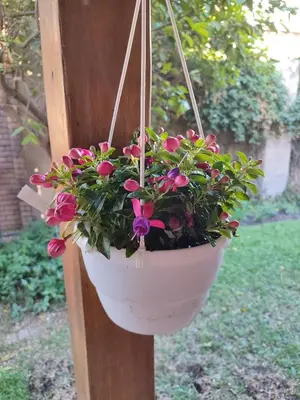 a potted plant hanging from a wooden post at Serendipity in Kampersrus AH