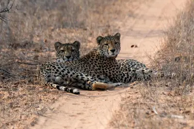 two cheetahs laying on the side of a dirt road at Mapesu Wilderness Tented Camp in Musina