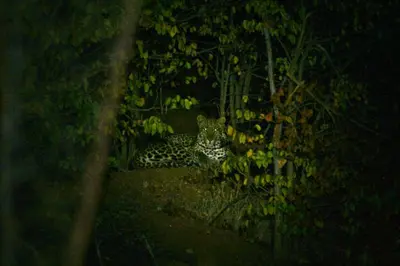 a cheetah sitting on the ground at night at Mapesu Wilderness Tented Camp in Musina