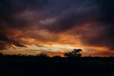 a sunset in a field with trees in the foreground at Mapesu Wilderness Tented Camp in Musina