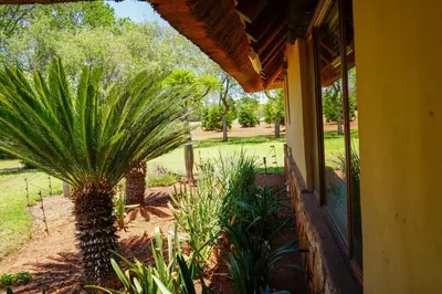 a palm tree in a yard next to a house at Lucca House in Musina