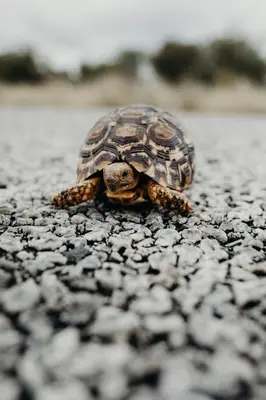 a small turtle walking on the road at Lucca House in Musina