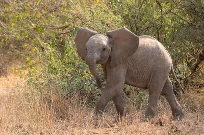 a baby elephant walking through the tall grass at Lucca House in Musina